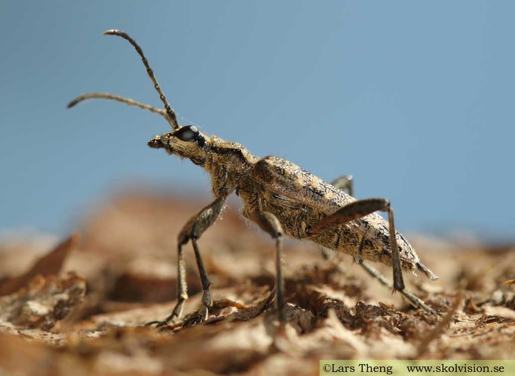 Lövträdlöpare, Rhagium mordax